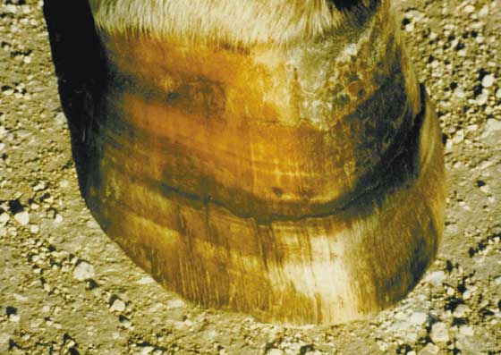 Horizontal or circular hoof wall cracks resulting from chronic selenium poisoning