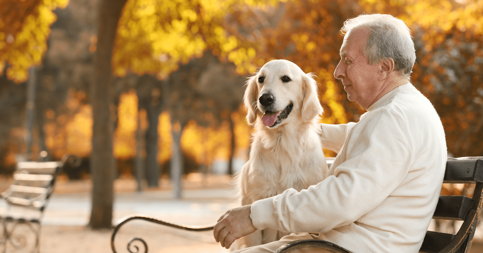 senior retriever with elderly man on bench