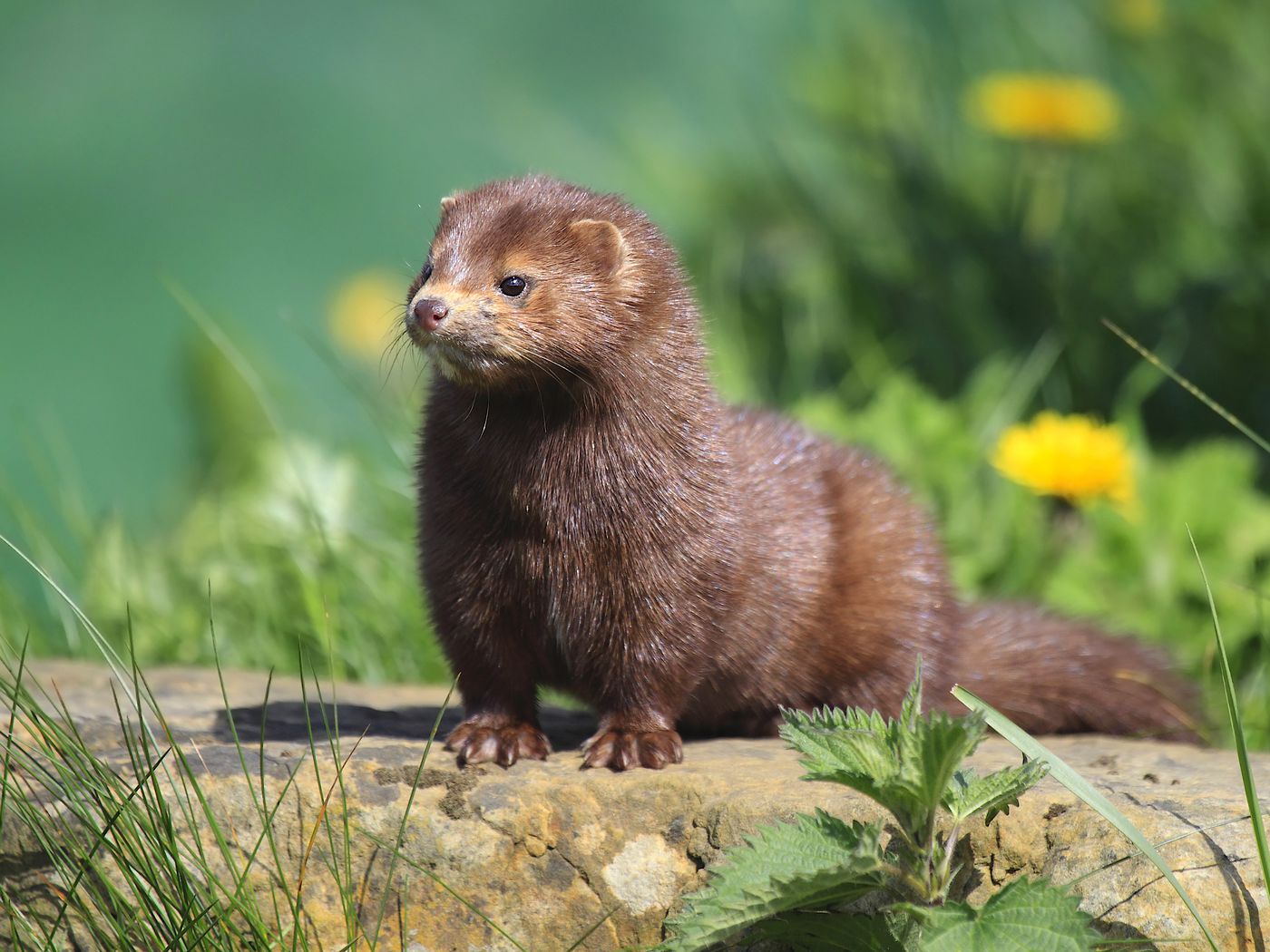 Minks are transmitting Covid-19 to humans. Should the animals be killed? -  Vox