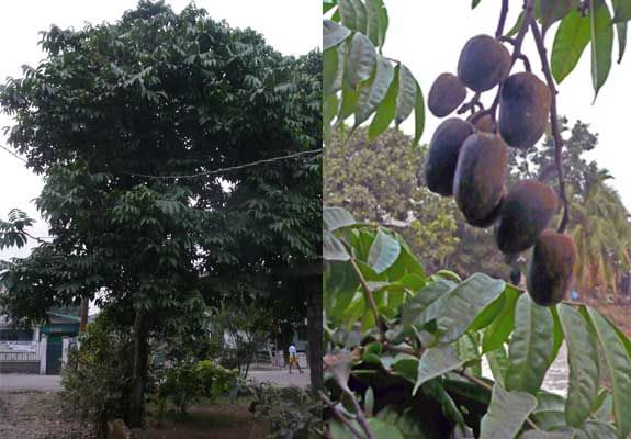 Sonobliss ingredients African plum tree