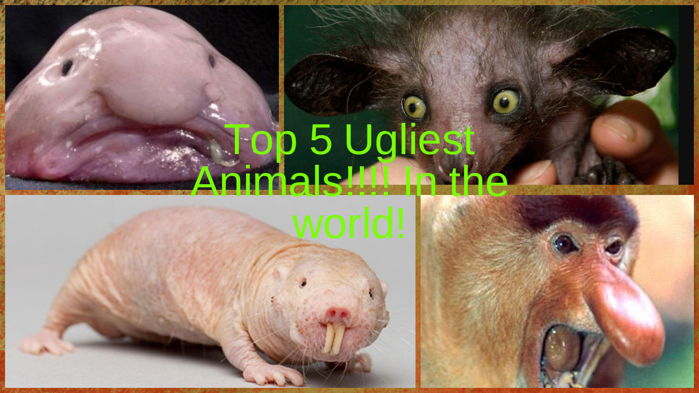 Ugly animals.jpg