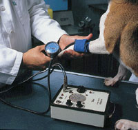 The Doppler technique and oscillometry are very common methods for detecting hypertension
