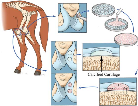 Diagram of experiment with implantation of morselized autogenous cartilage suspended in fibrin and implanted on a PDS membrane using staples.