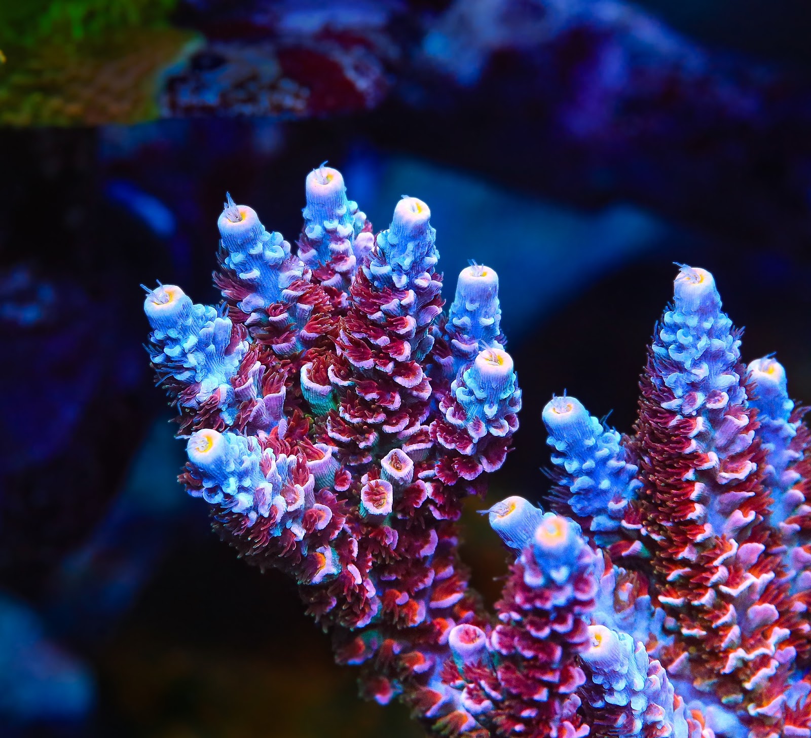 Top Shelf Aquatics Rose coral frag