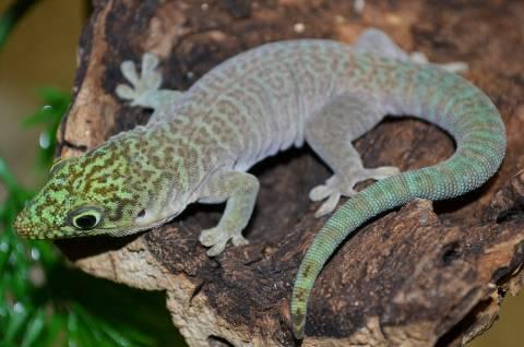 Image result for standing's day gecko