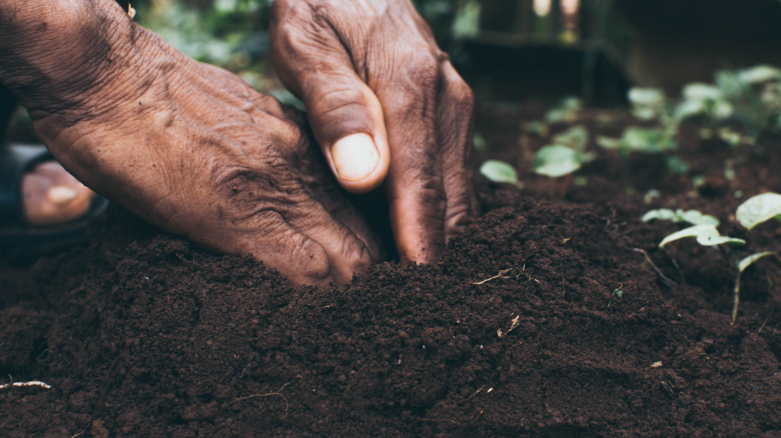 how to grow carrots: hand in the soil