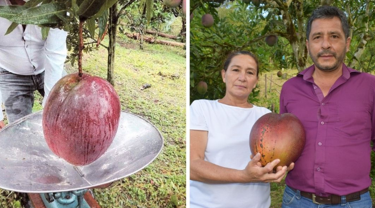 World's heaviest Mango