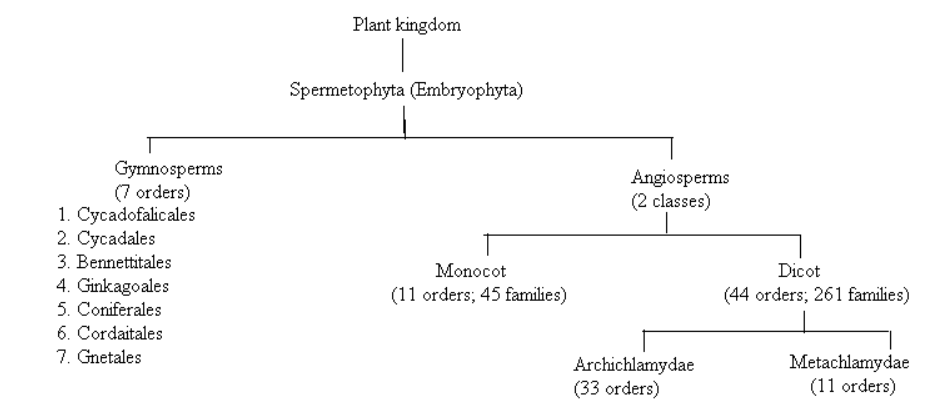 Engler and Prantl classification system