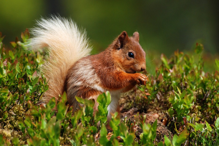Sample image Nikon 70-300mm VR