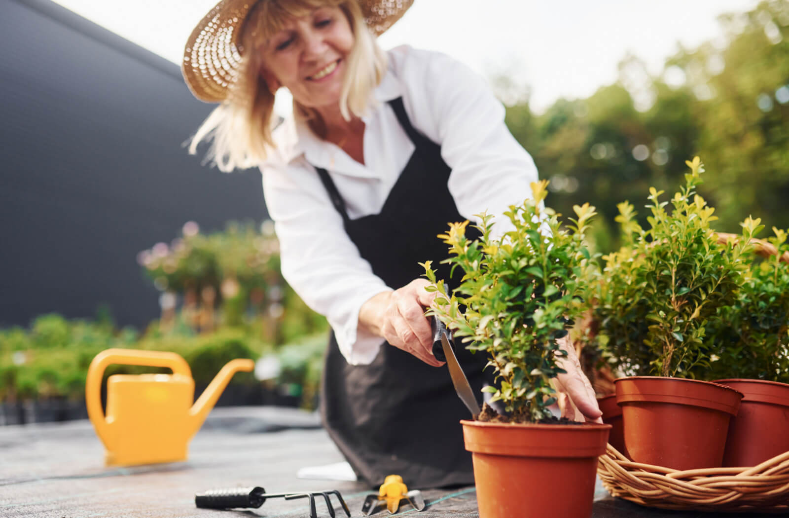 A senior woman re-planting shrubs in pots in the garden.