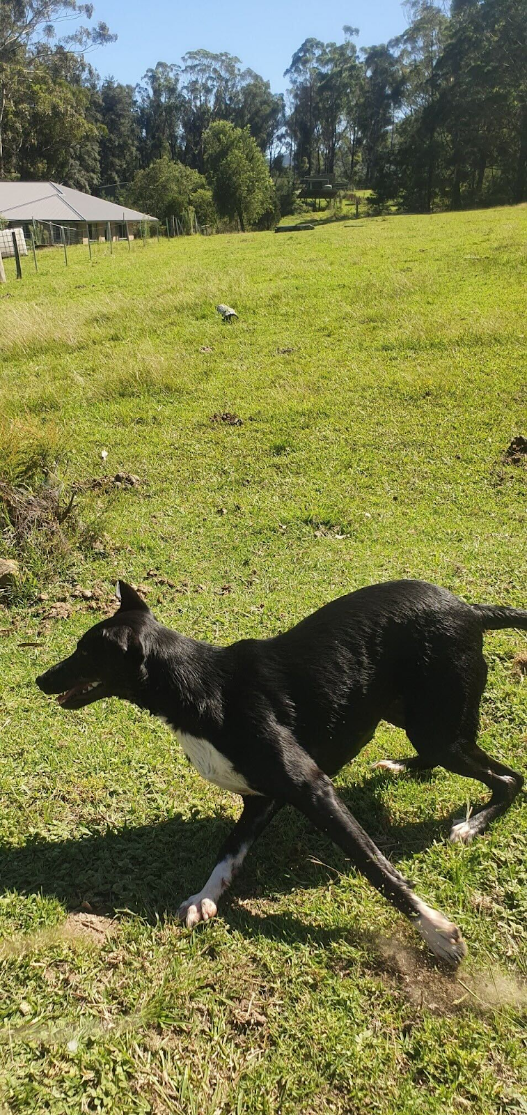 Sadie, a happy black Kelpie playing with another dog in a paddock