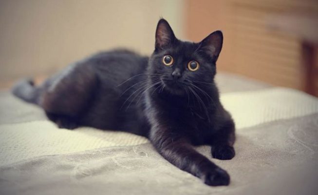 Thông tin mơ thấy mèo đen mang lại điều gì?