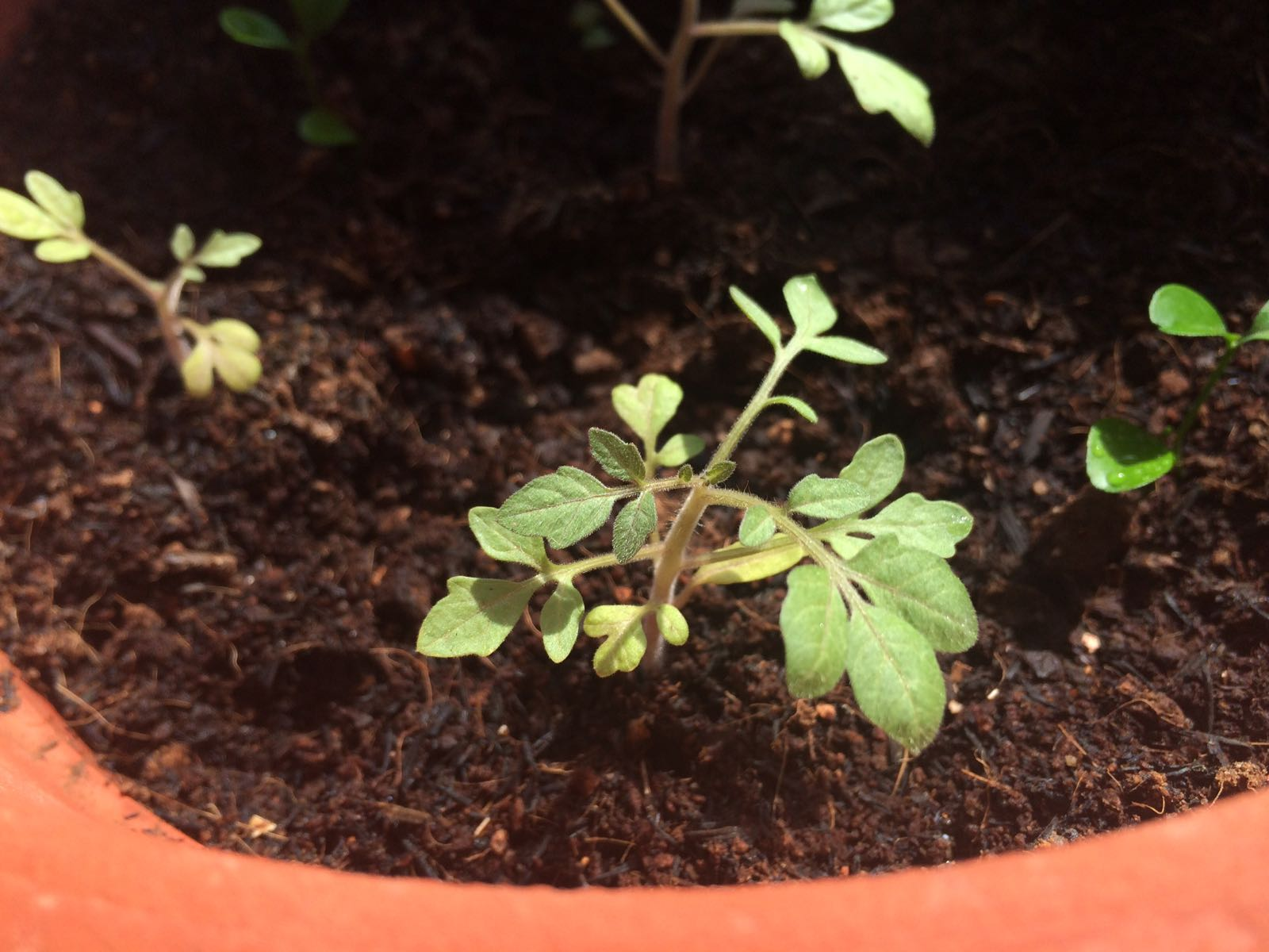 signs of transplant shock