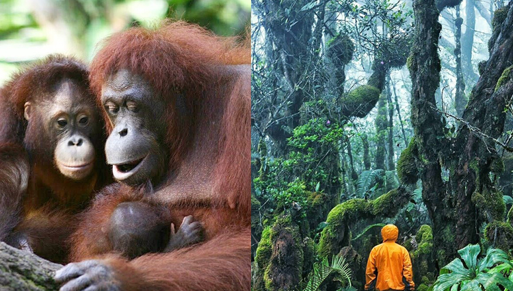 orangutan dan hutan.jpg