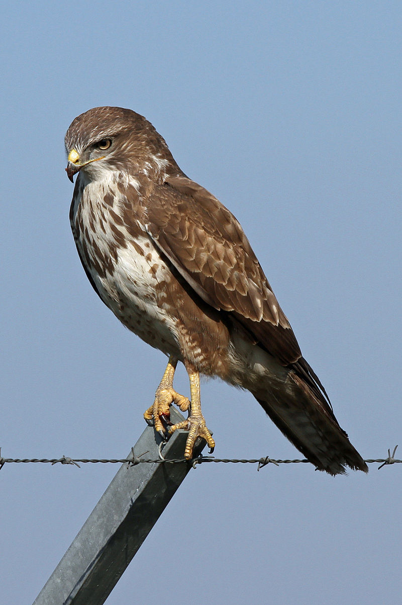 Buteo_buteo_(5571928172).jpg