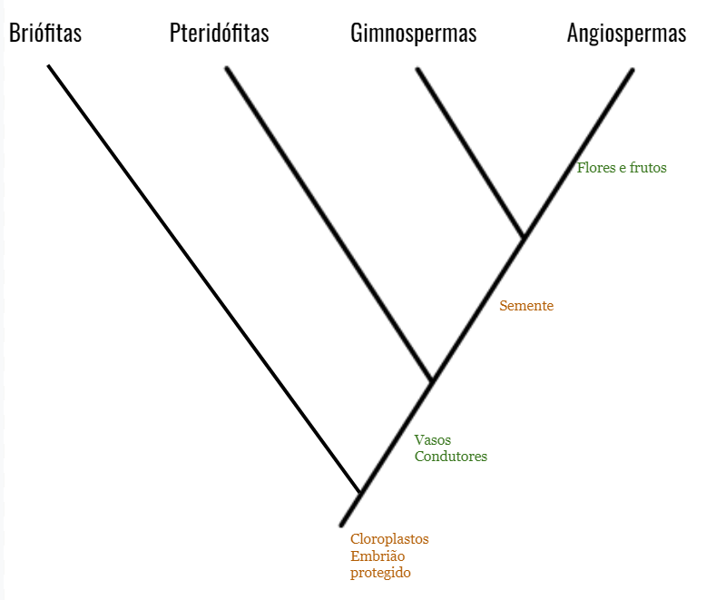 cladograma do reino plantae