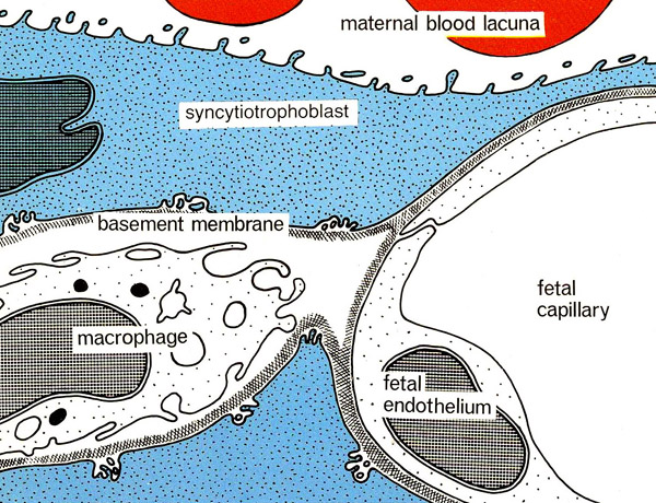 Figure 5: Diagram of the fetal/maternal barrier in the guinea pig placenta. Fetal blood and maternal blood (red) are separated by fetal capillary endothelium (gray-dotted), a basal lamina (gray, cross-hatched) and the syncytiotrophoblast (blue).