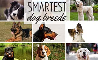 What is the Most Intelligent Breed of Dog? 