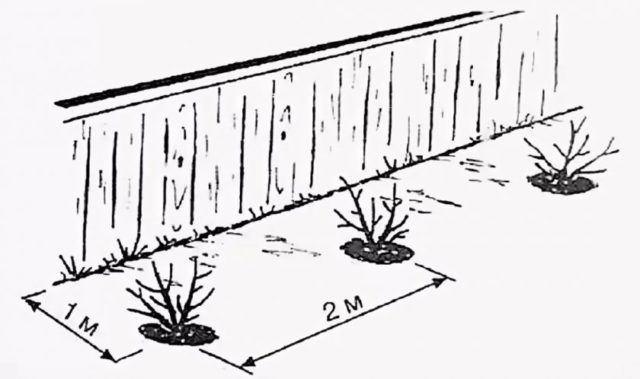 Расстояние между кустами жимолости