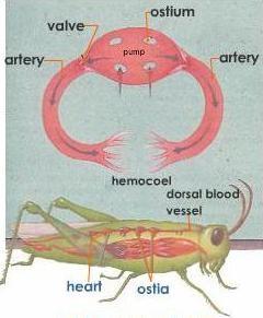 Structure and functions of circulatory