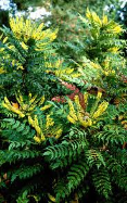 Oregon grape bush