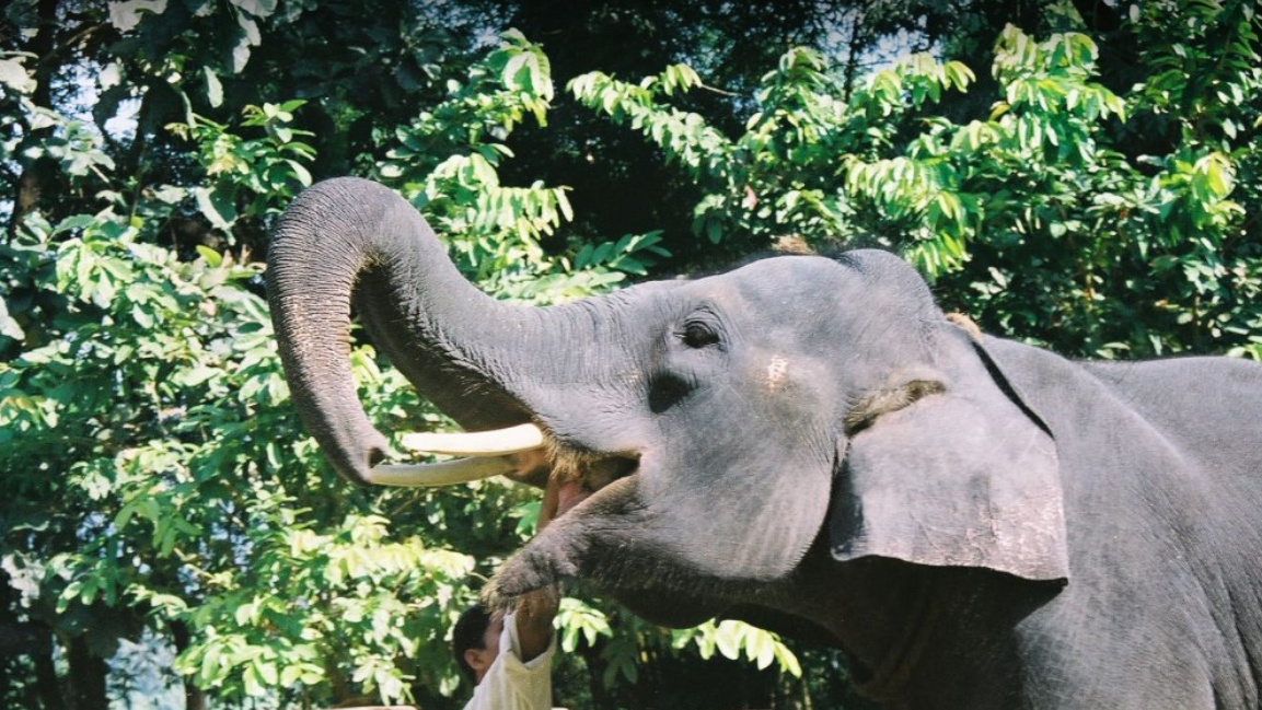 Kodanad Elephant Sanctuary