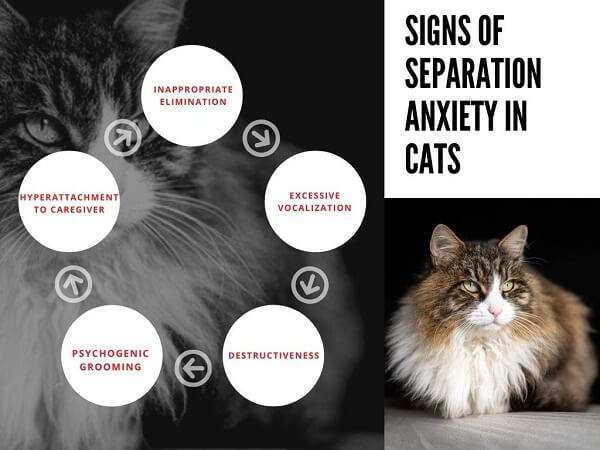 An infographic showing signs of separation anxiety in cats