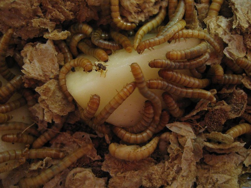 Mealworms eating potato