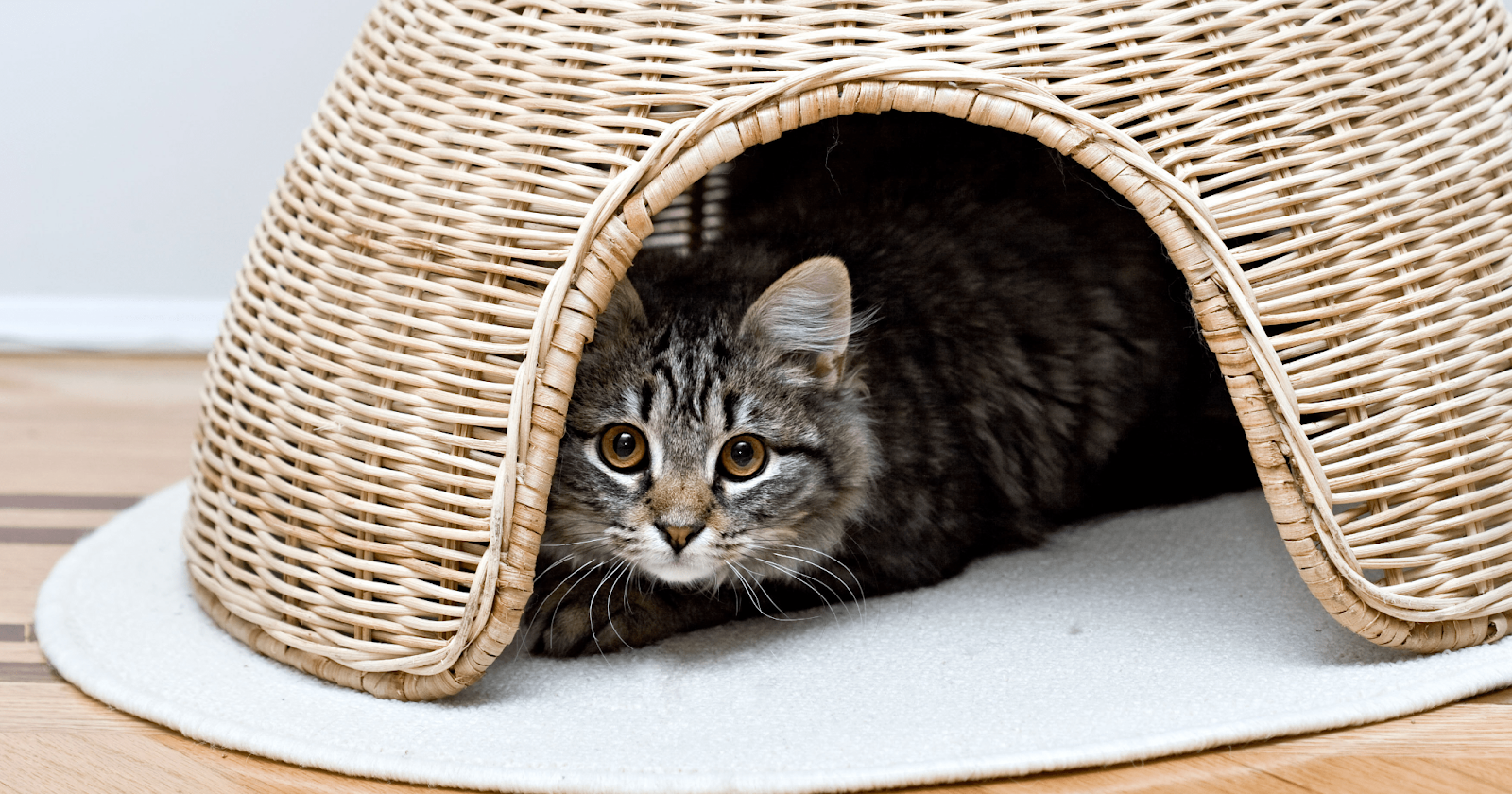 cat hiding in wicker basket