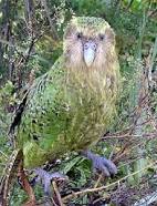 Image result for Kakapo