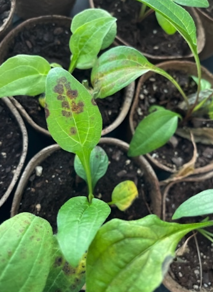 plants green soil