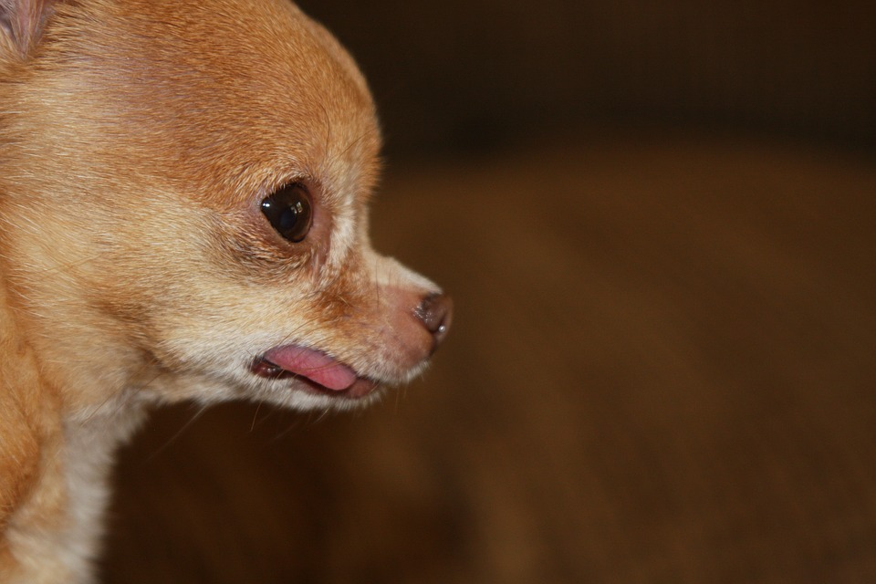 chihuahua teacup dogs