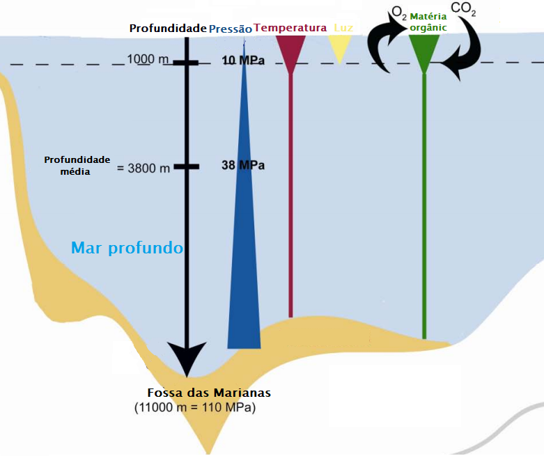 Representação dos parâmetros de profundidade, pressão, luz e matéria orgânica no mar profundo