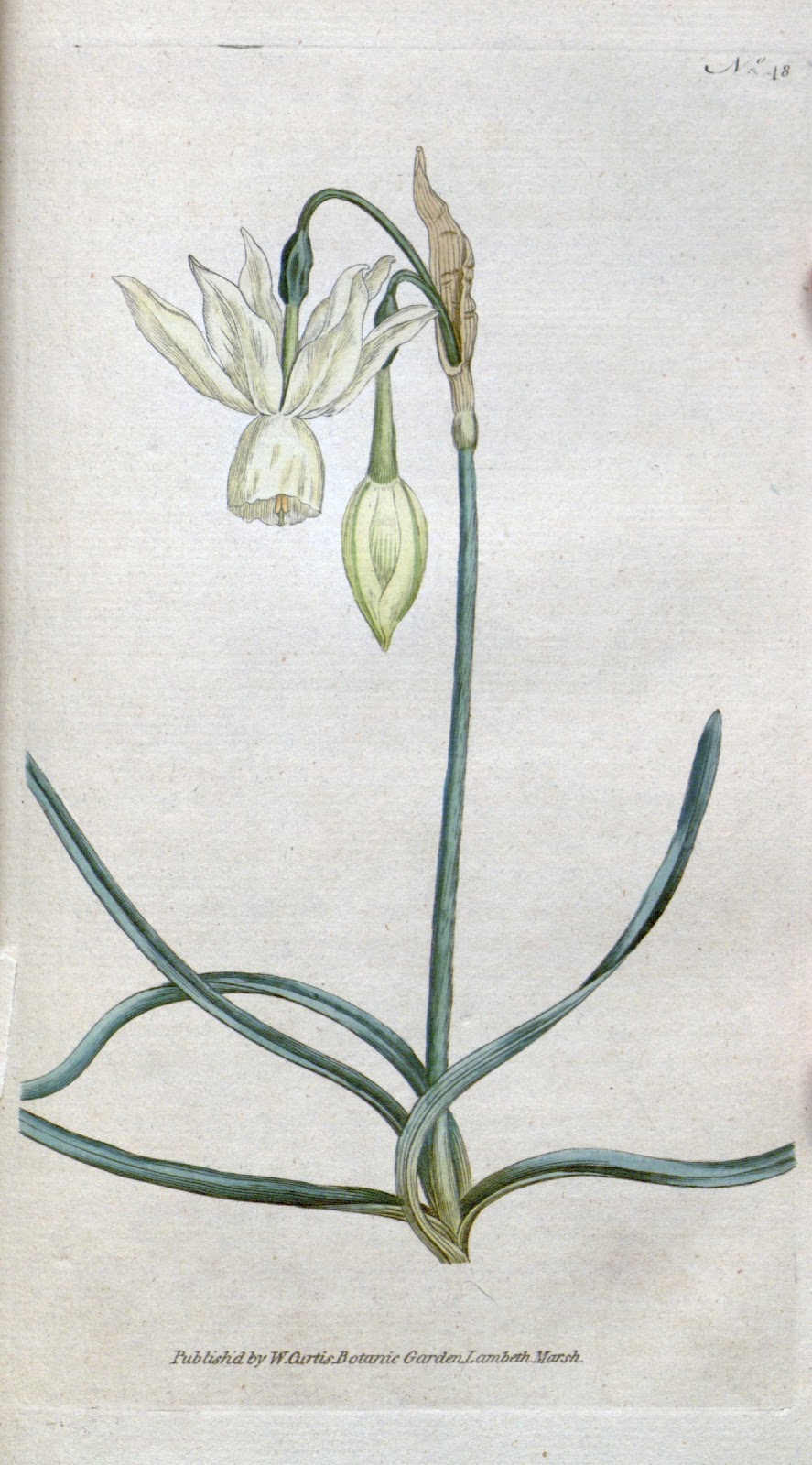 Narcissus_triandrus_Curtis.jpg