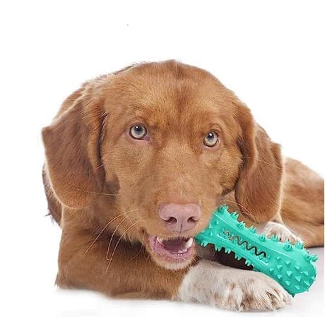 dental senior dog toy