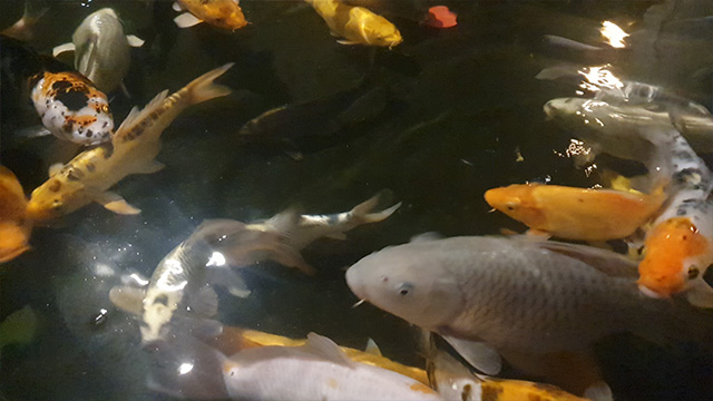 Cá koi dễ chăm sóc