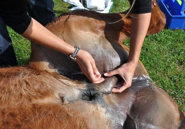 The kindest cut? Castration often not as "routine" as horse owners think -  Horsetalk.co.nz