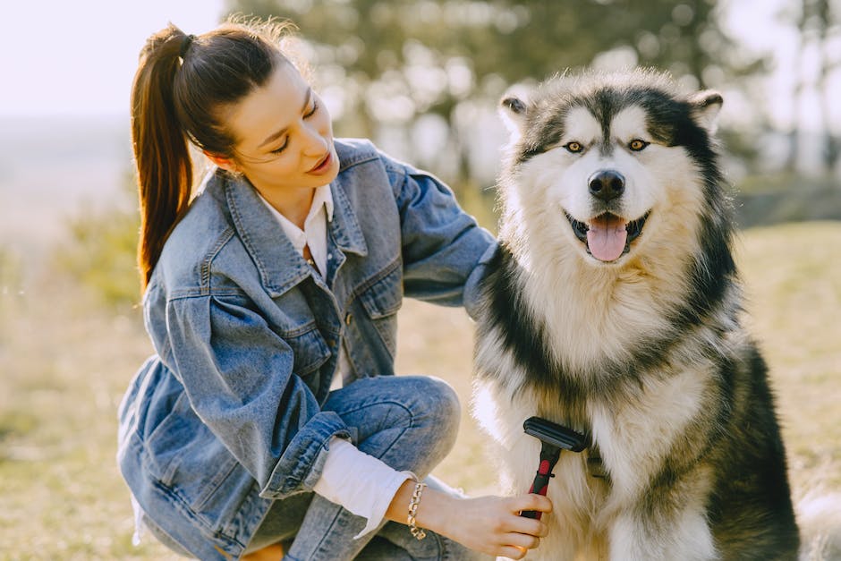Ways Dog Lovers Can Make Money with Their Canine Pals