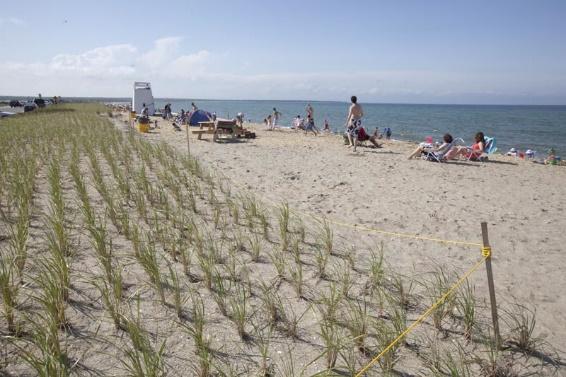Dune regeneration at a beach