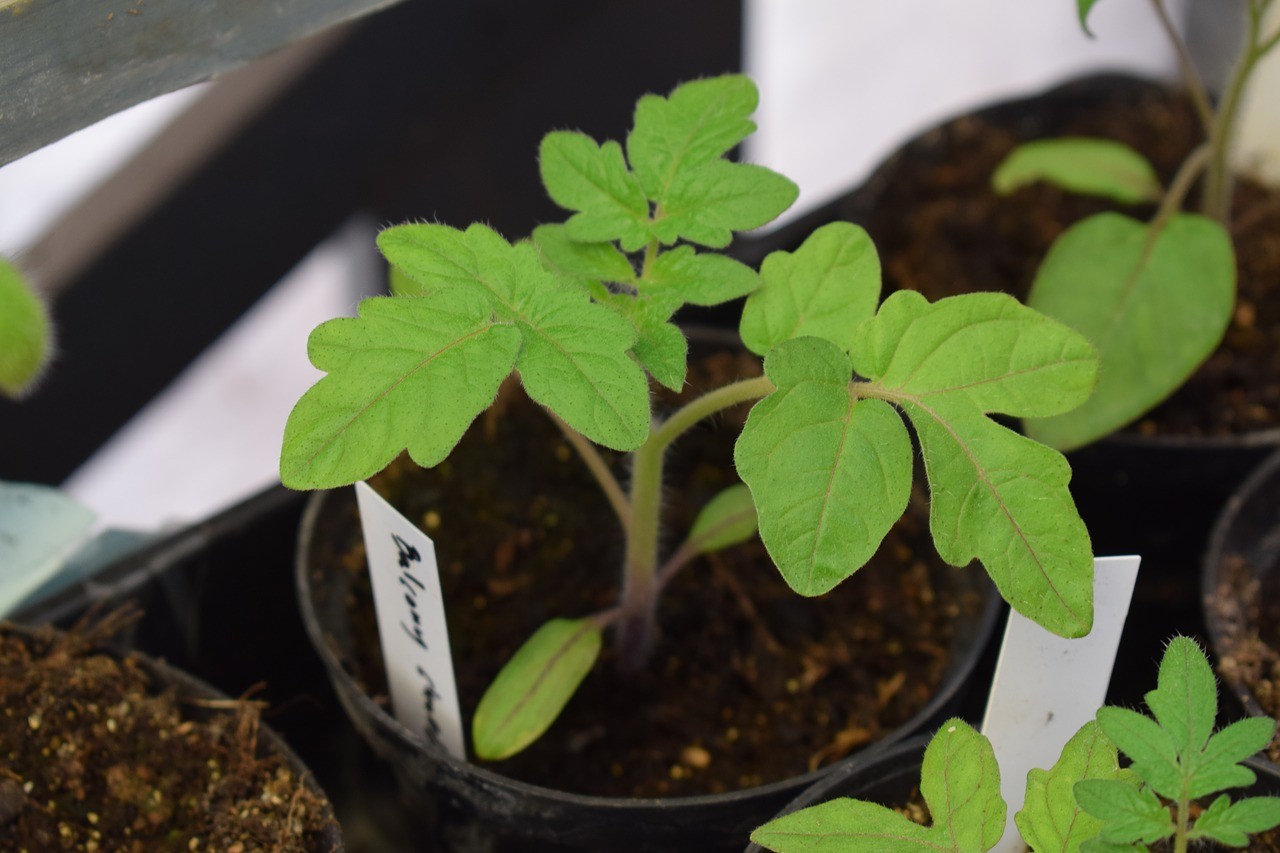Tomato seeds are growing
