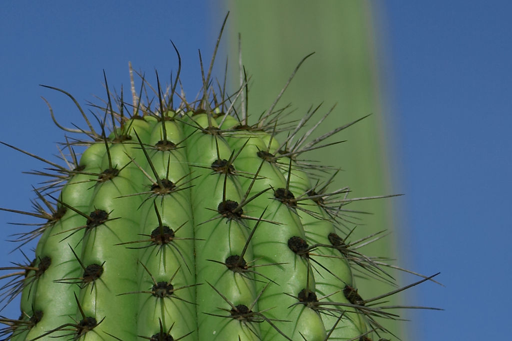 green cactus thorns