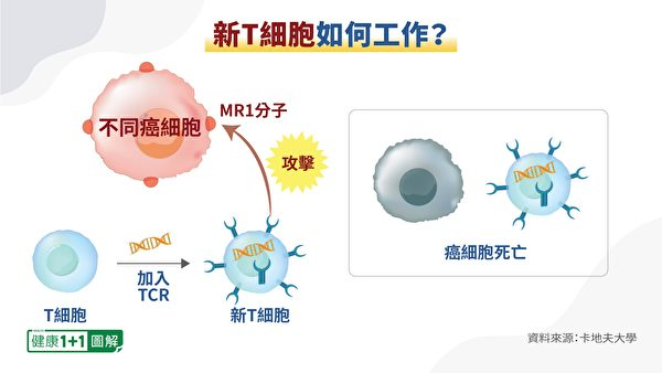 Tế bào T chỉ tấn công tế bào ung thư khi chúng nhìn thấy MR1.  (Sức khỏe 1 + 1 / Epoch Times)