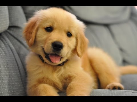 Image result for puppies