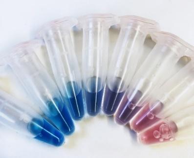 Photo of eight 1.5 ml tubes aligned in a half-circle. Each contains liquid in a different colour, from blue through violet to pink.
