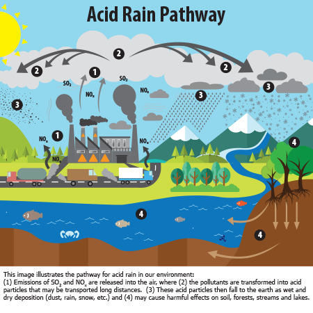Image result for water cycle acid rain