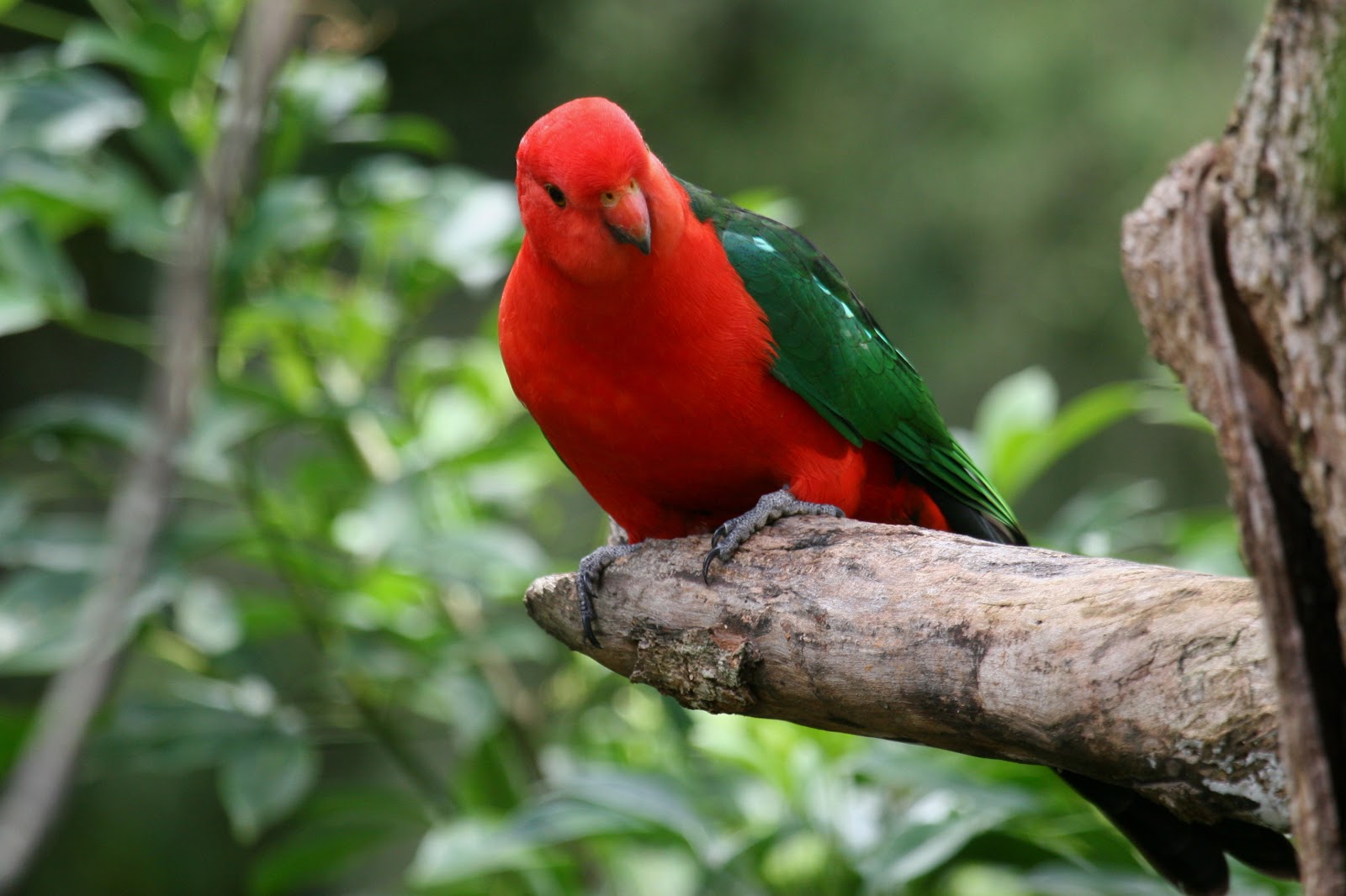 Image result for australian king parrot