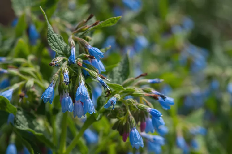 How to Control Comfrey