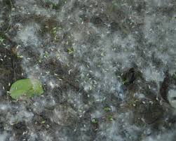 Image result for cottonwood seeds