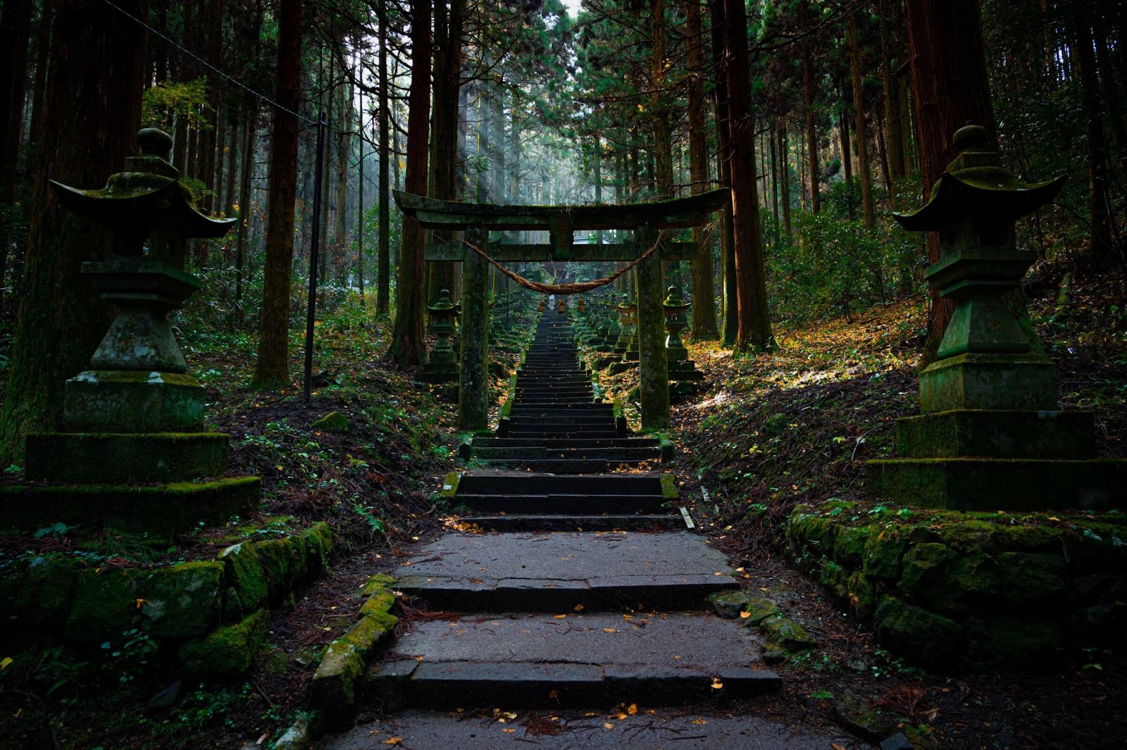Shiratani Unsuikyo Forest, Princess Mononoke Forest, Yakushima Island
