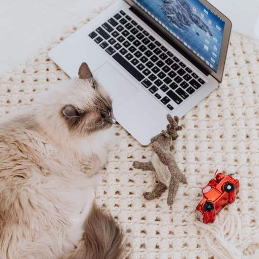 Best Cat Toys